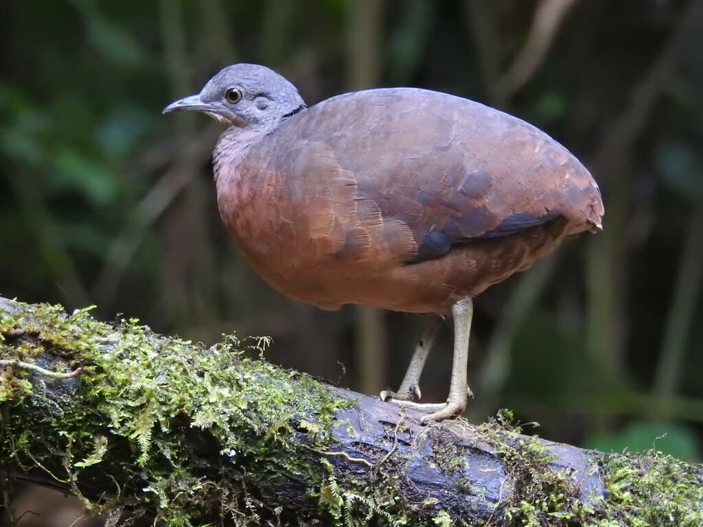 Little Tinamou