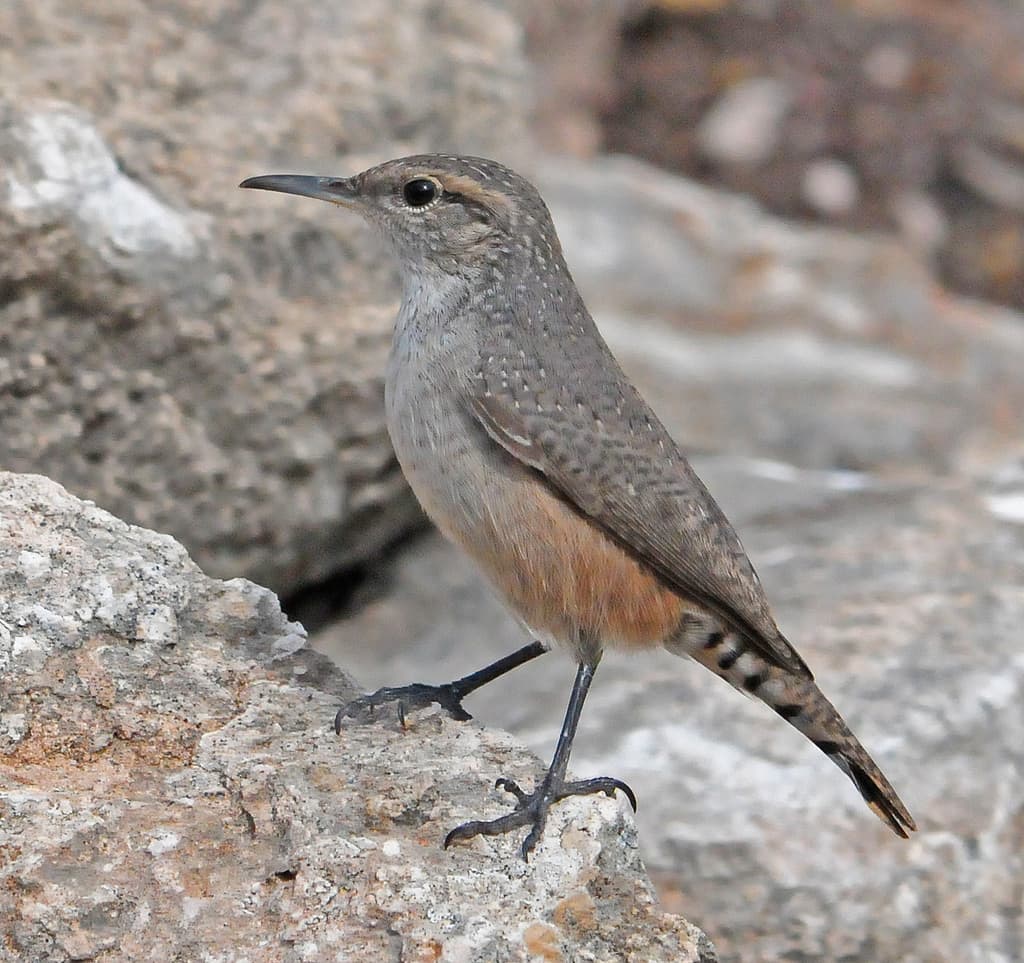 Rock Wren