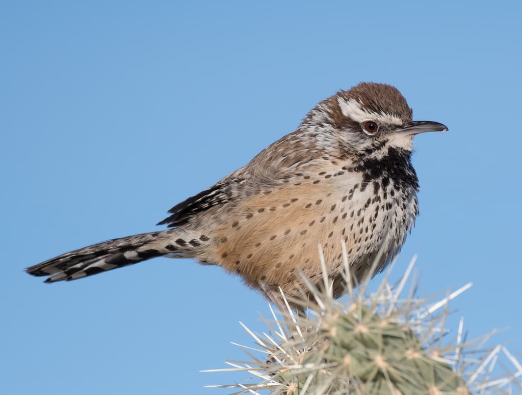 Cactus Wren