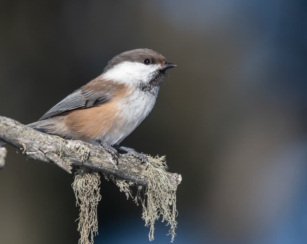 Gray-headed Chickadee