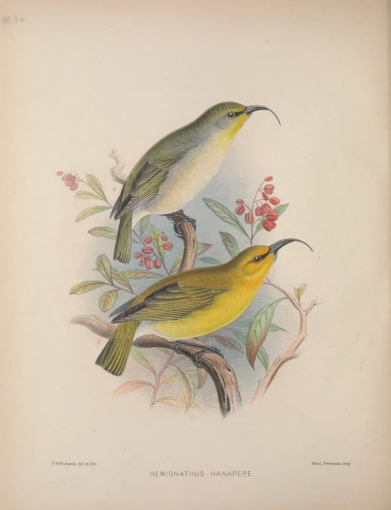 Kauai Nukupuu