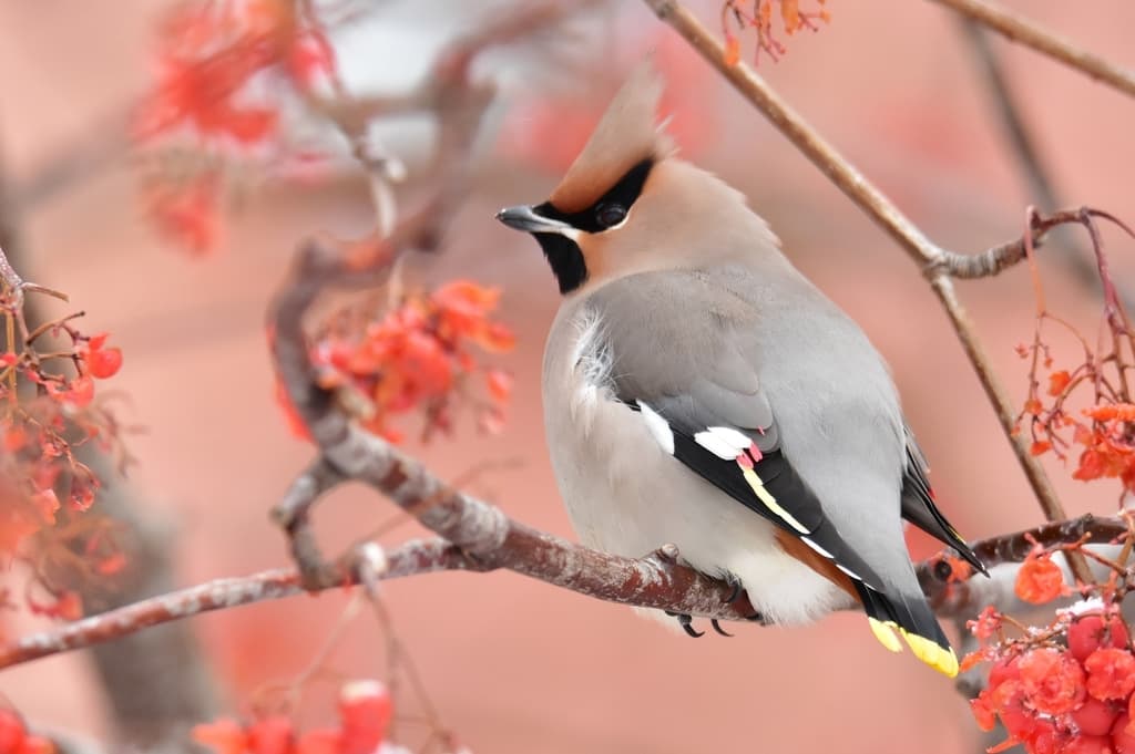 Bohemian Waxwing