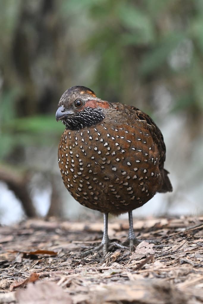 Spotted Wood-Quail