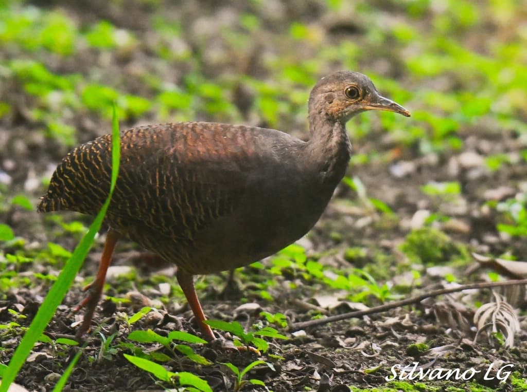 Slaty-breasted Tinamou