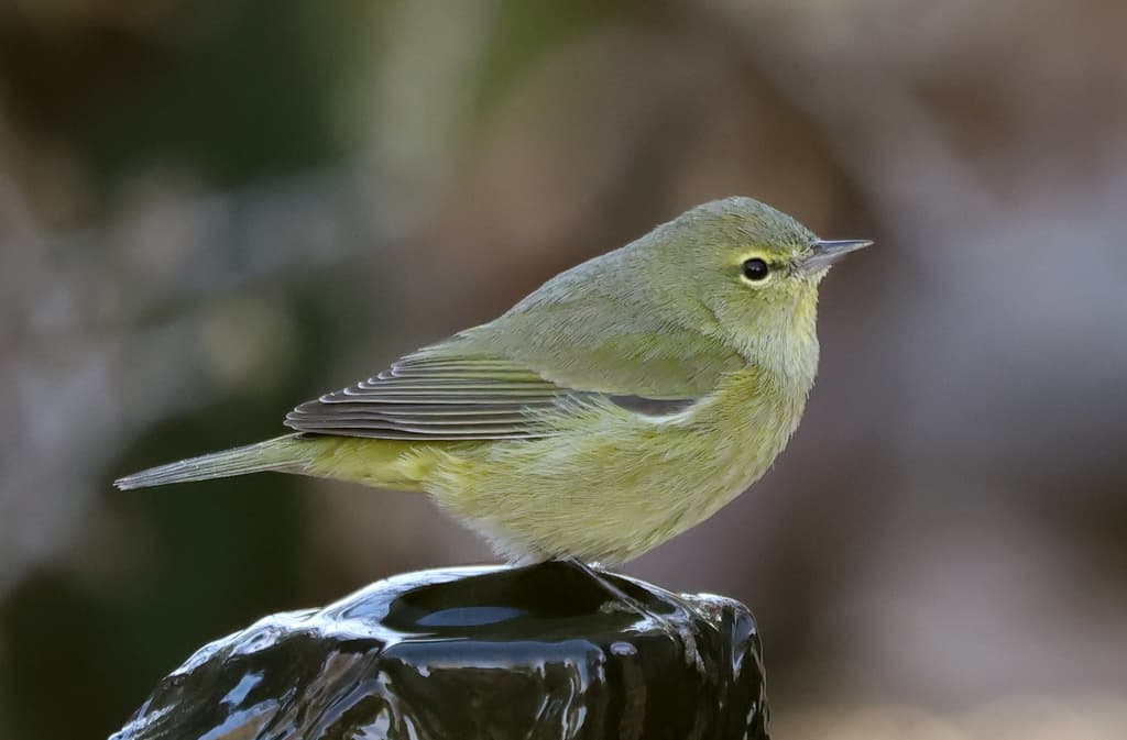 Orange-crowned Warbler