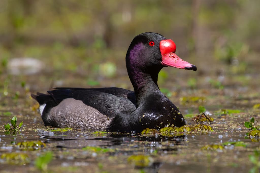 Rosy-billed Pochard