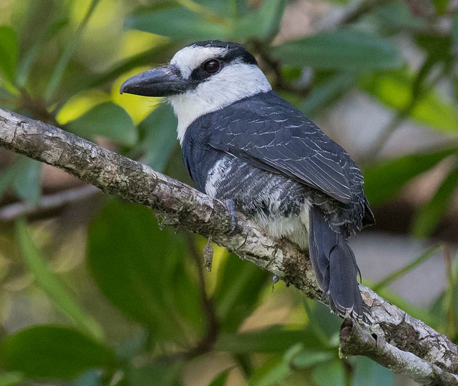 White-necked Puffbird