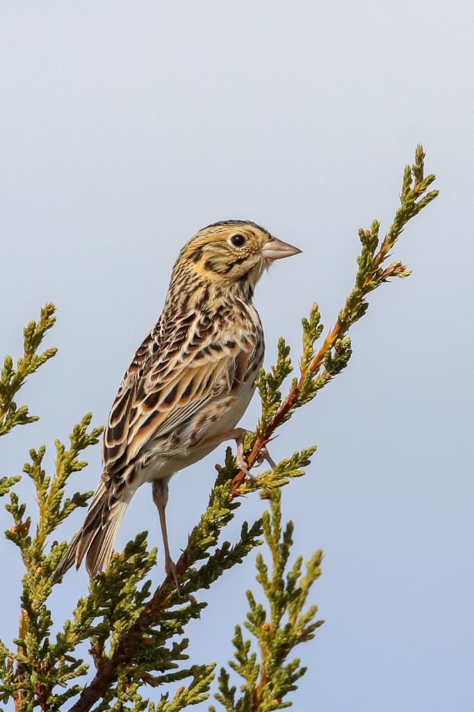 Baird's Sparrow