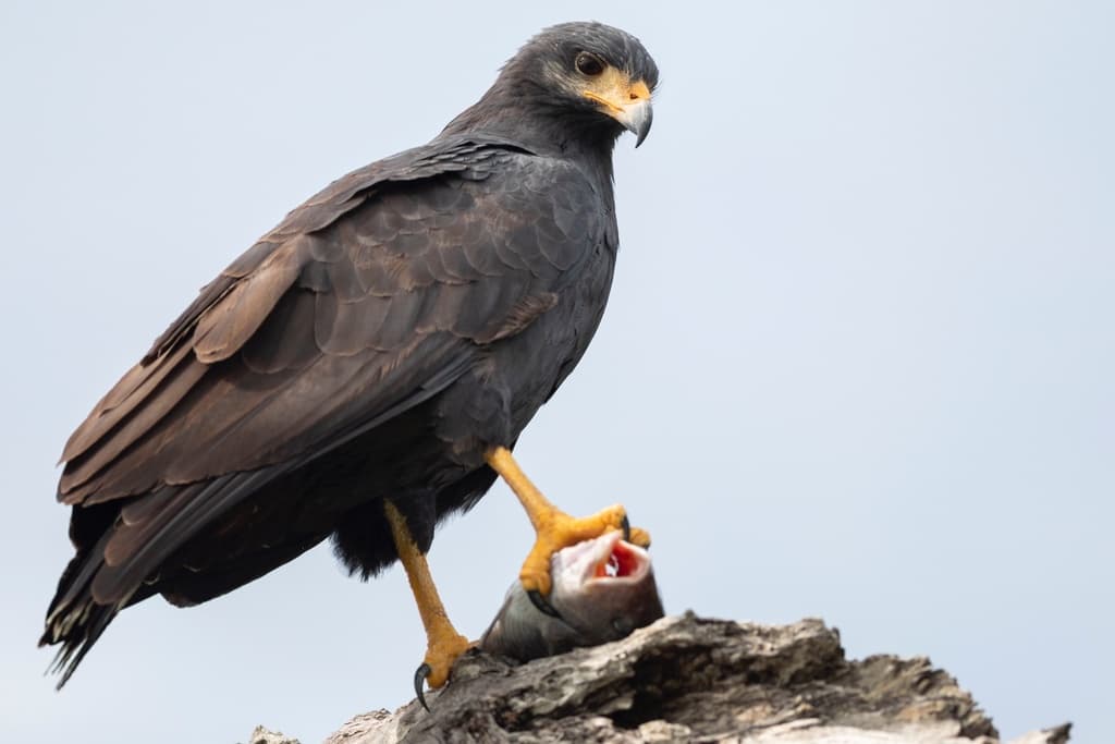 Common Black Hawk