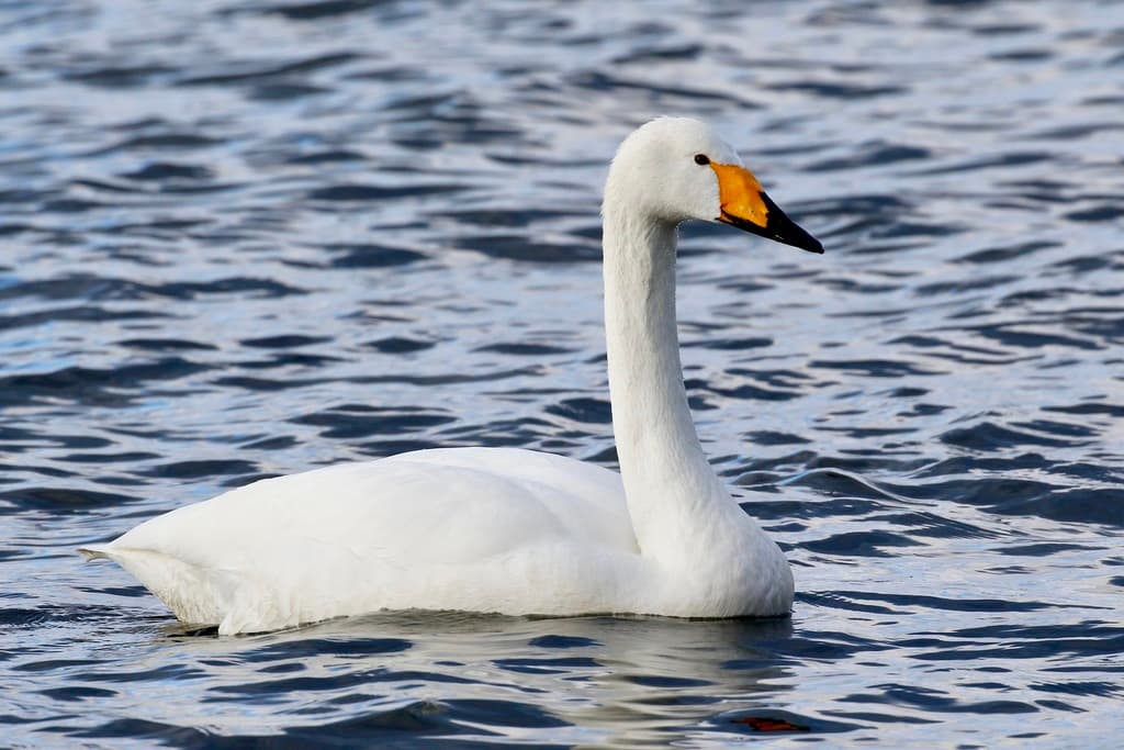 Whooper Swan