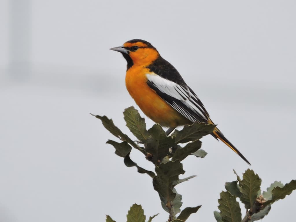 Bullock's Oriole