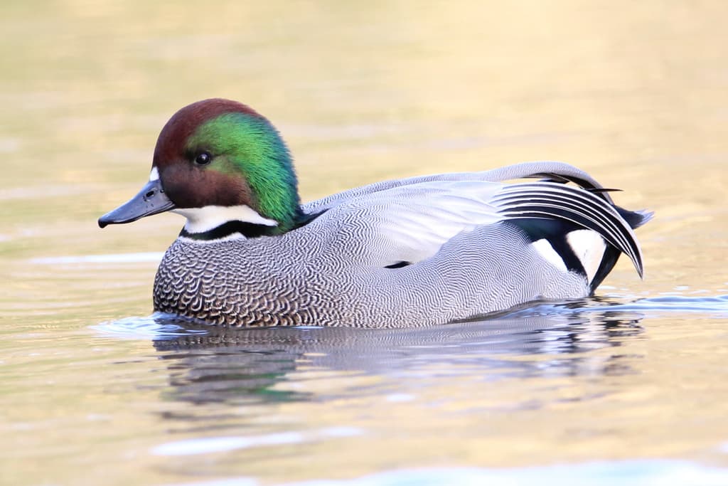 Falcated Duck