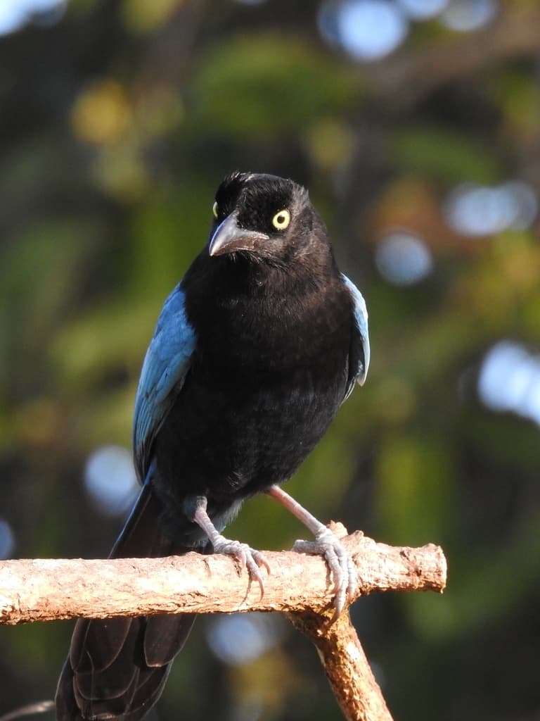 San Blas Jay