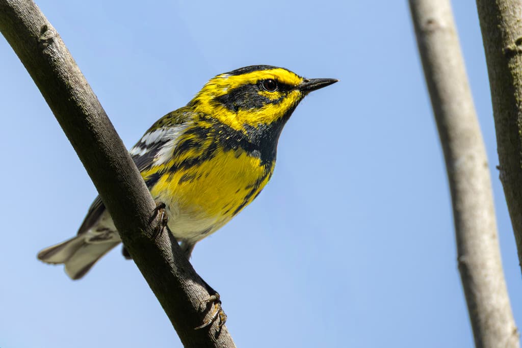 Townsend's Warbler