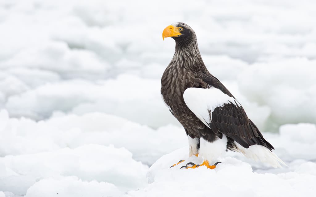 Steller's Sea-Eagle