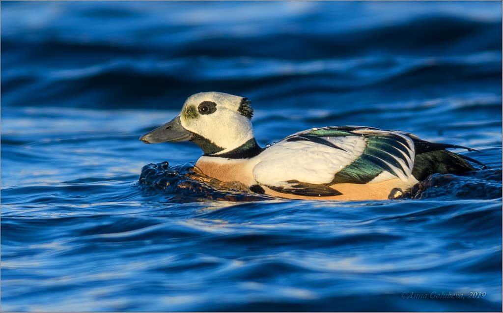 Steller's Eider