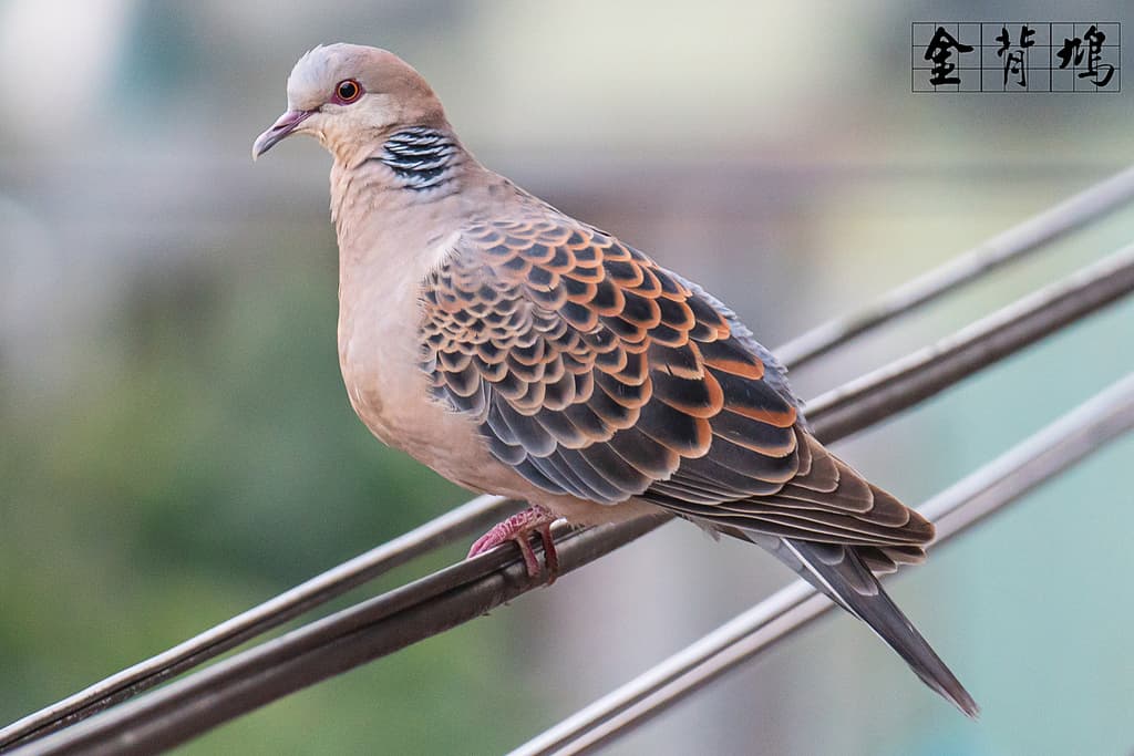 Oriental Turtle-Dove