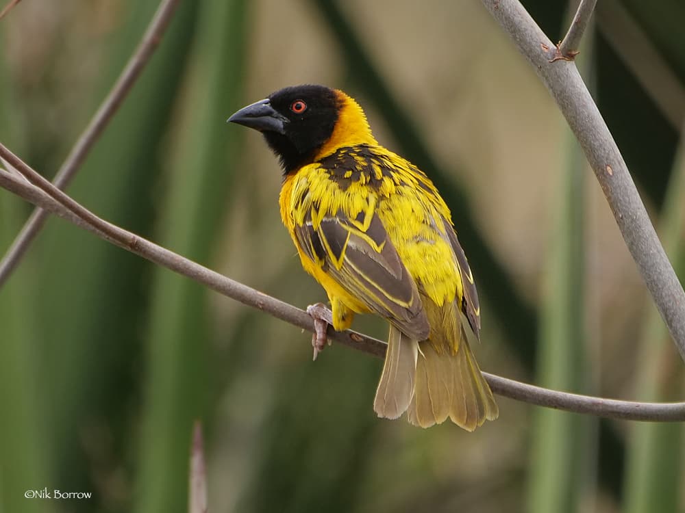 Village Weaver