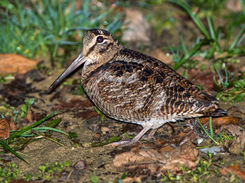 Eurasian Woodcock