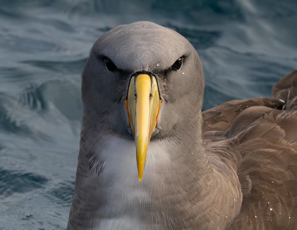 Chatham Albatross