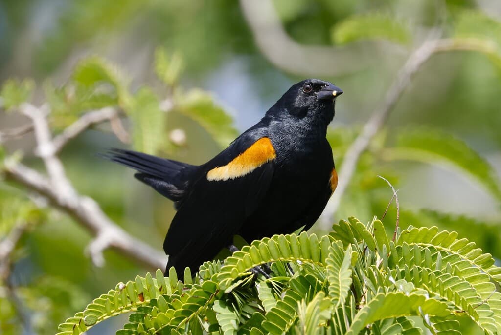 Tawny-shouldered Blackbird