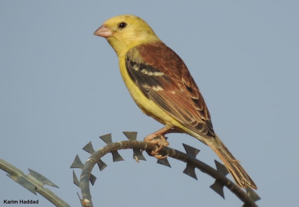 Sudan Golden Sparrow