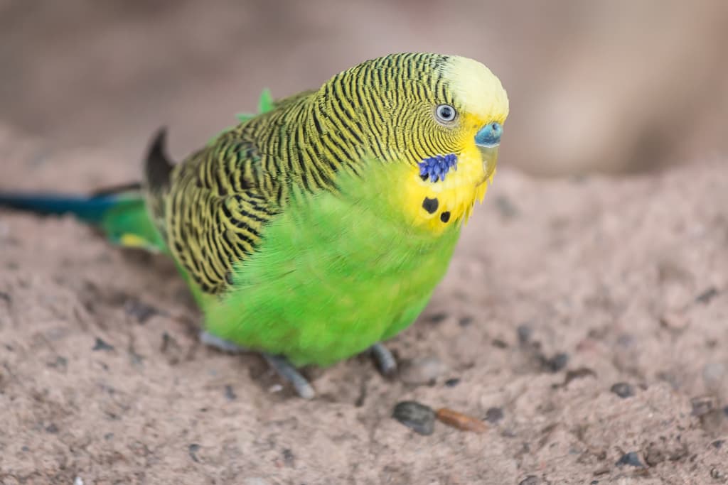Budgerigar