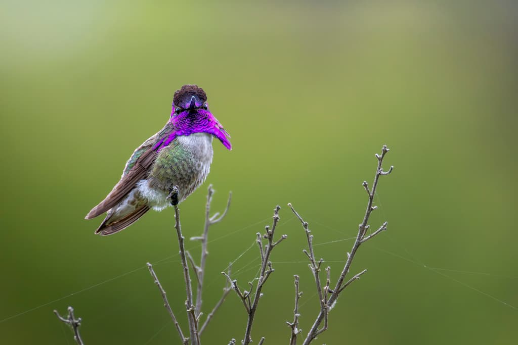 Costa's Hummingbird