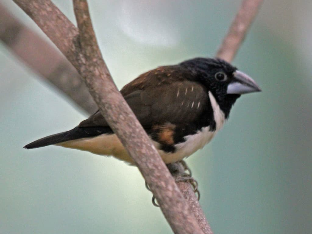 Magpie Mannikin