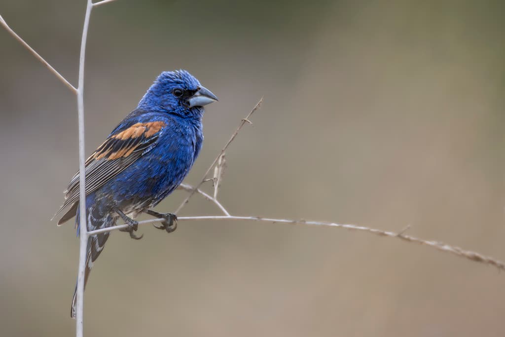 Blue Grosbeak