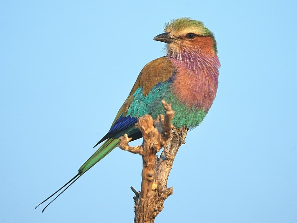 Lilac-breasted Roller