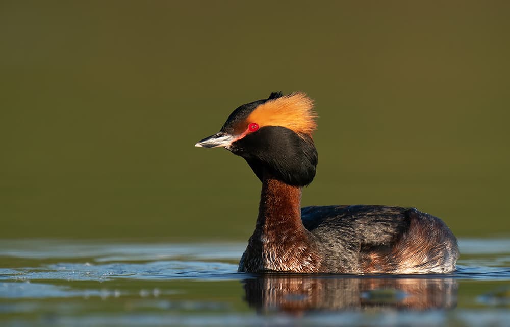 Horned Grebe