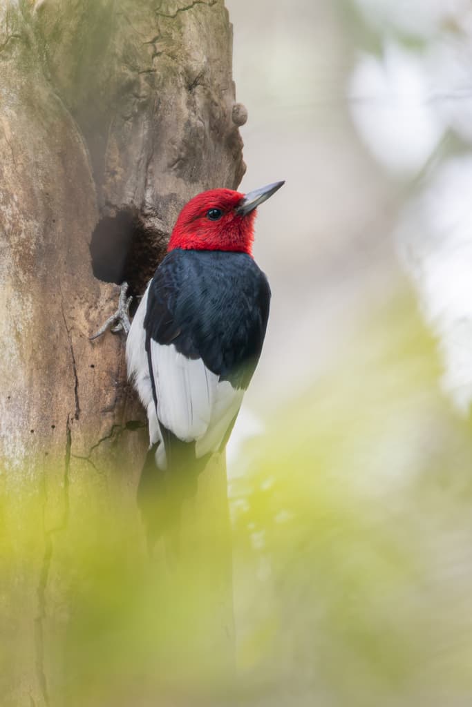 Red-headed Woodpecker