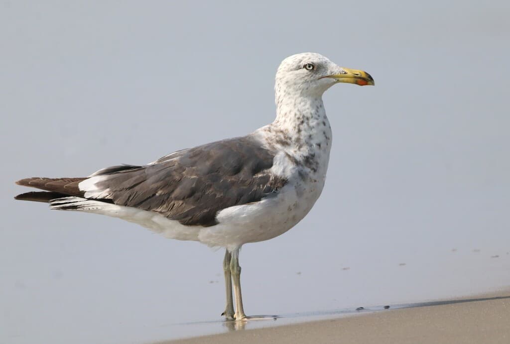 Lesser Black-backed Gull