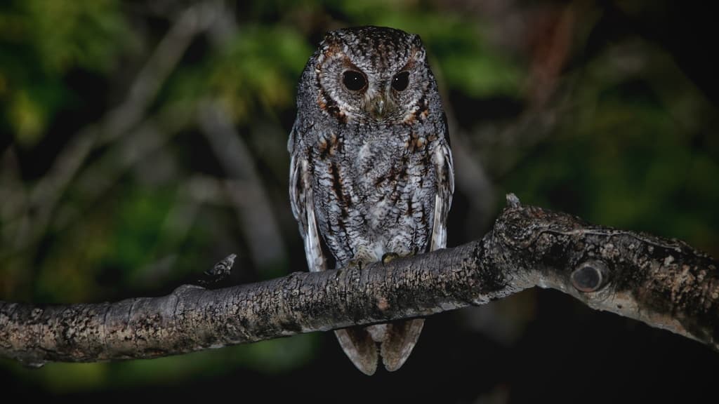 Flammulated Owl