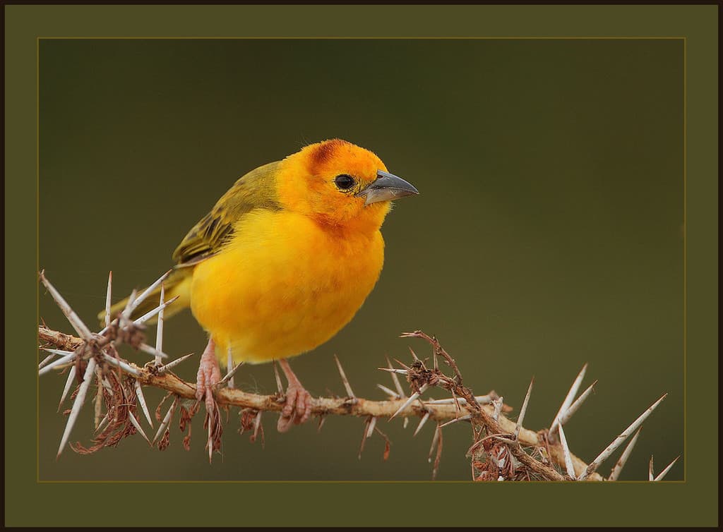 Taveta Golden-Weaver