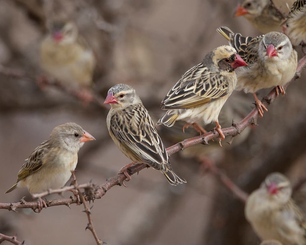 Red-billed Quelea