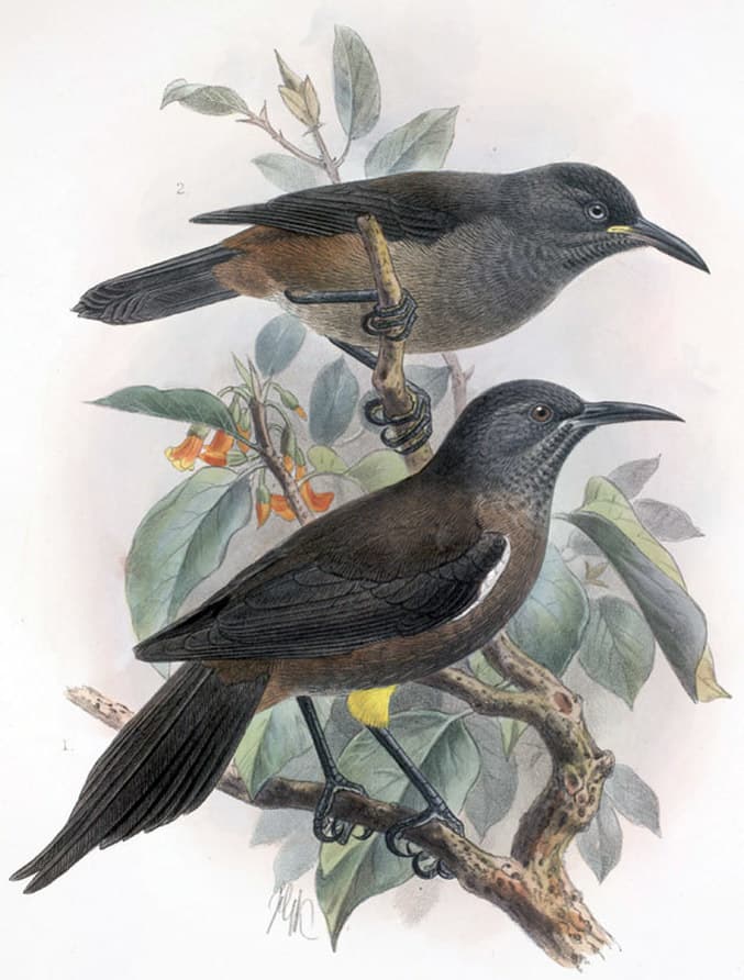 Kauai Oo