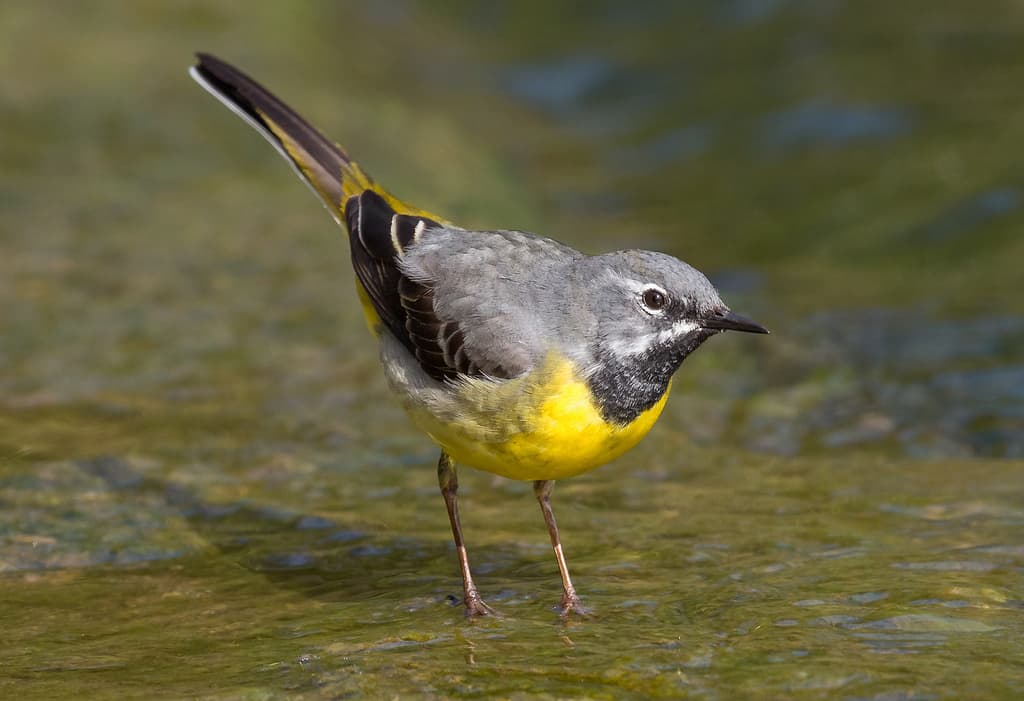 Gray Wagtail