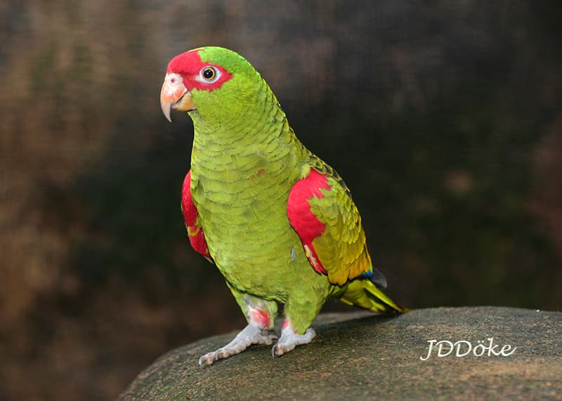Red-spectacled Amazon