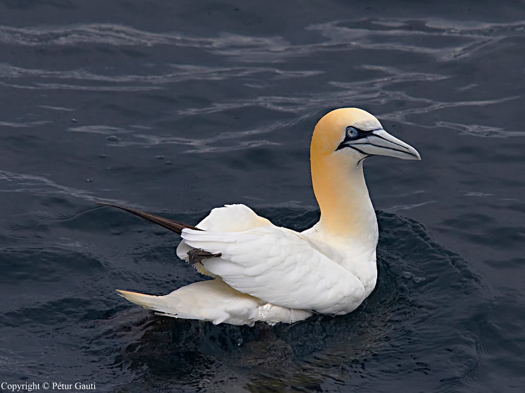 Northern Gannet