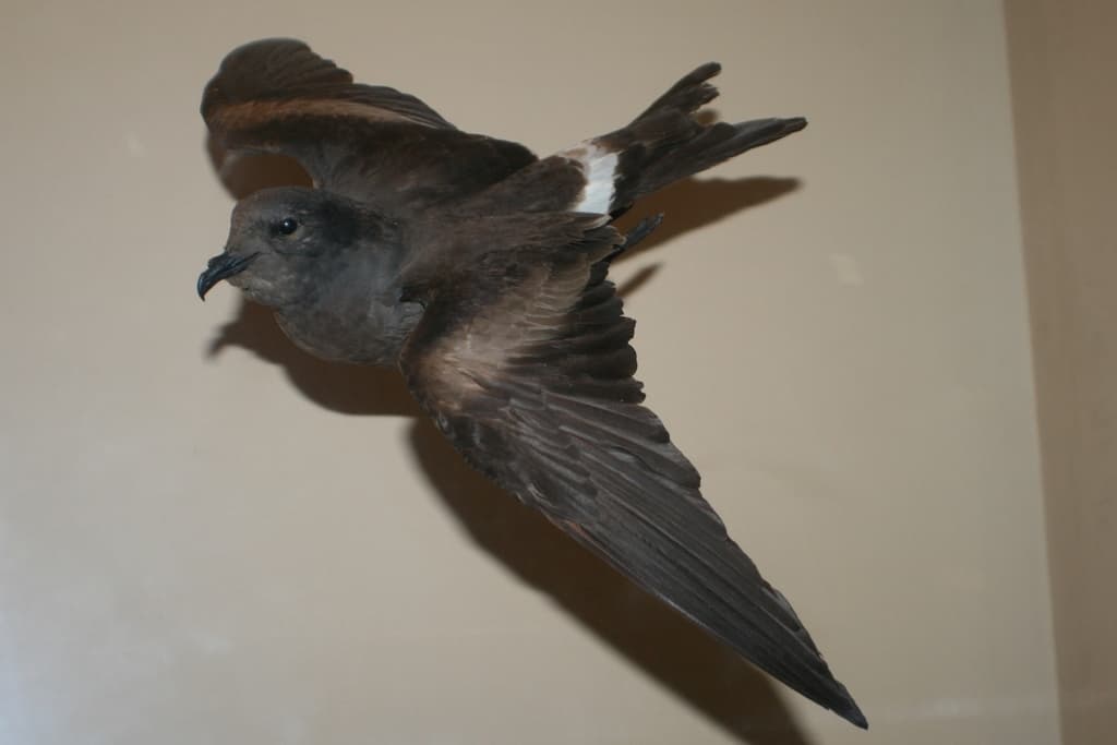 Guadalupe Storm-Petrel