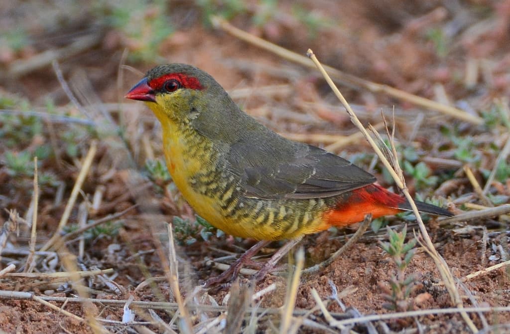 Zebra Waxbill
