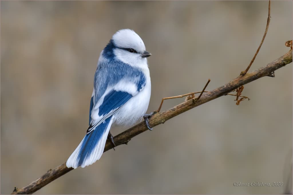 Azure Tit