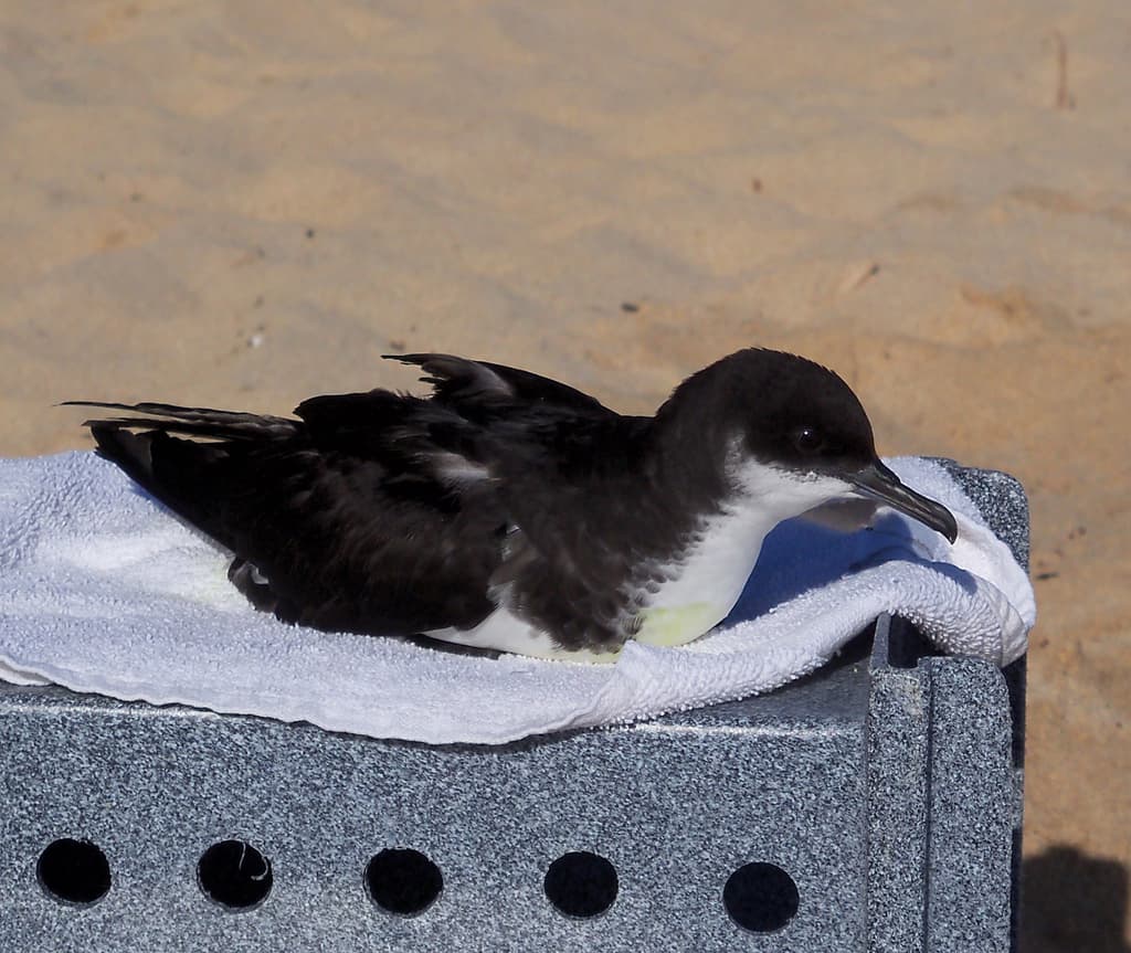 Newell's Shearwater