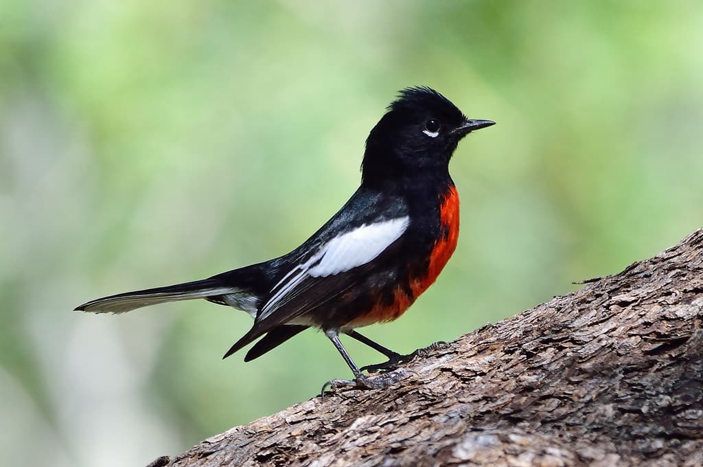 Painted Redstart