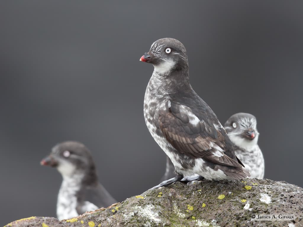 Least Auklet