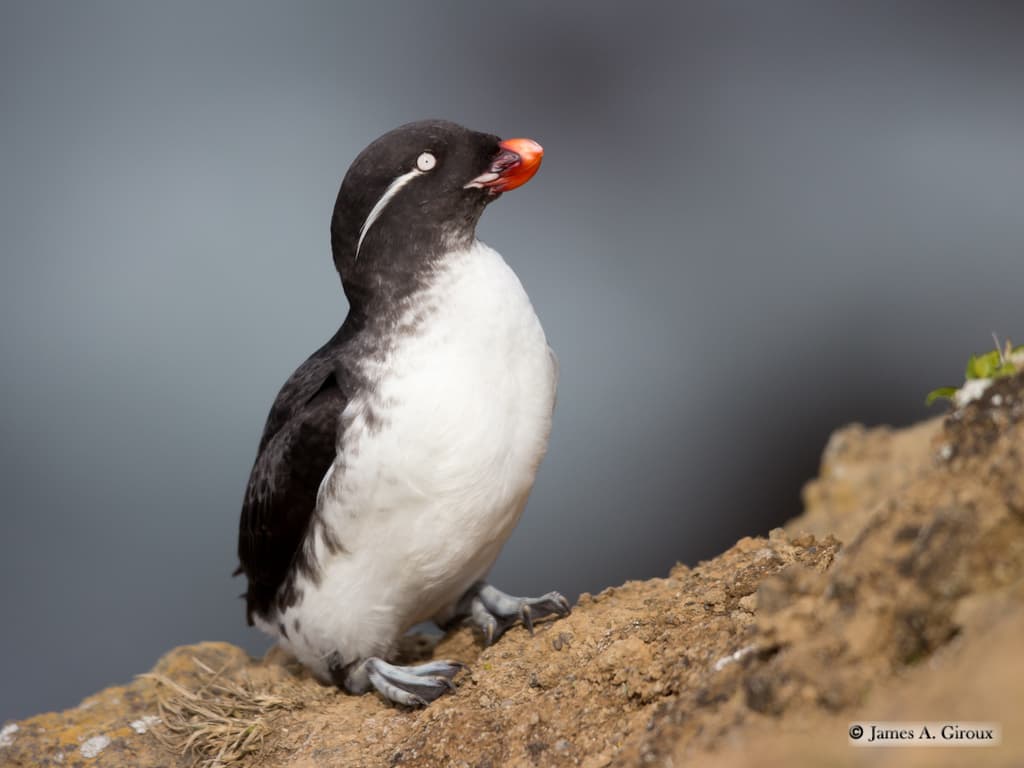 Parakeet Auklet
