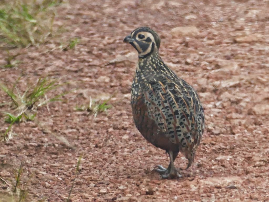 Ocellated Quail