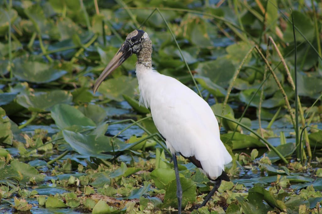 Wood Stork
